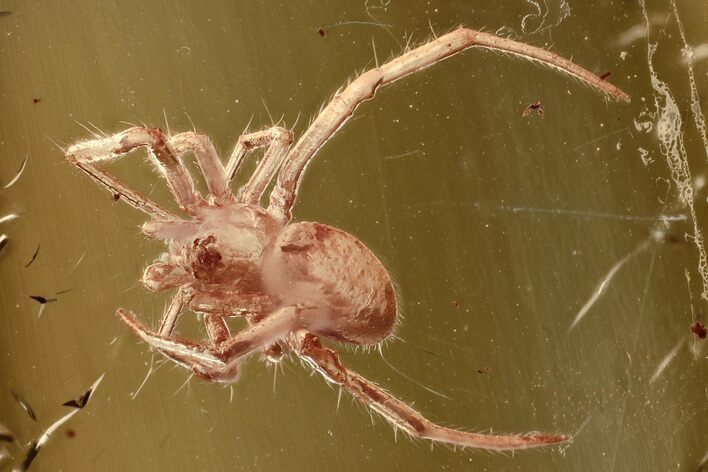Detailed Fossil Spider (Araneae) In Baltic Amber #372607